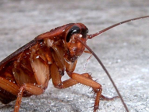 British Cockroaches